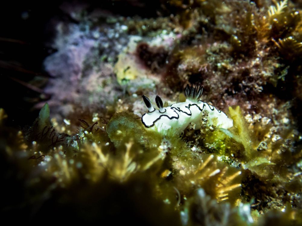 A Dorisprismatica nudibranch exploring a diverse green and brown algae-scape. The nudi is bright white, with contrasting black margins, butt-gills and rhinophores. It faces toward a dark, shadowy overhang where a glimpse of urchin spines can be seen 