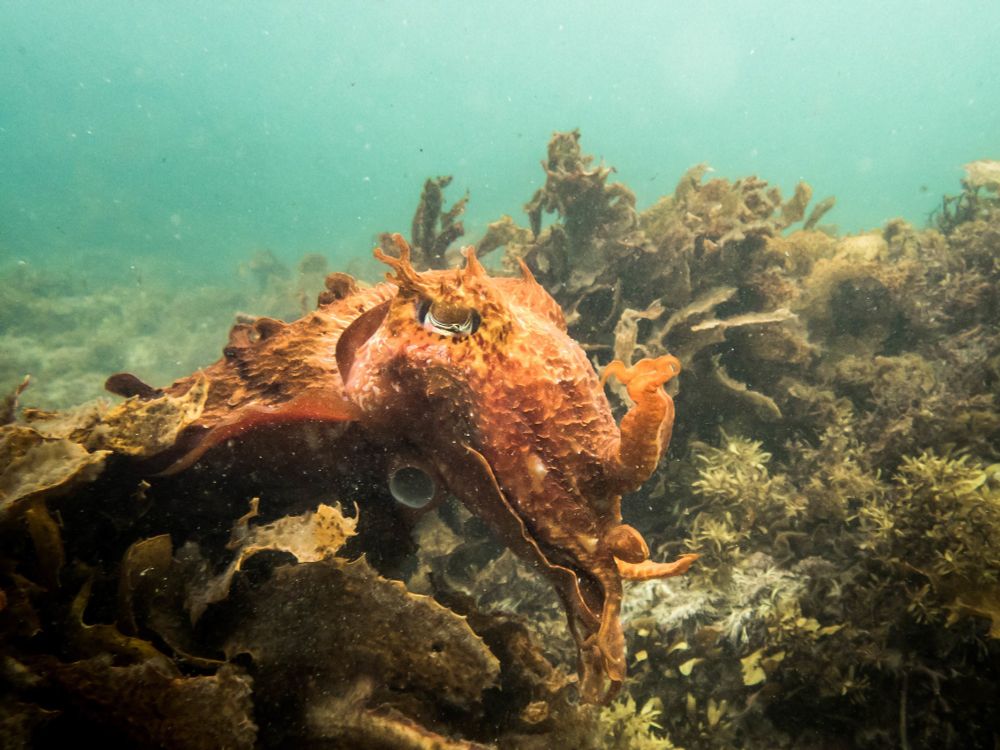 Up close with a majestic giant cuttlefish at about 2metre depth on a rocky reef. Slightly side-on. Textured, patterned body currently orange in colour, making it stand out slightly from the mostly brown algae around it.
