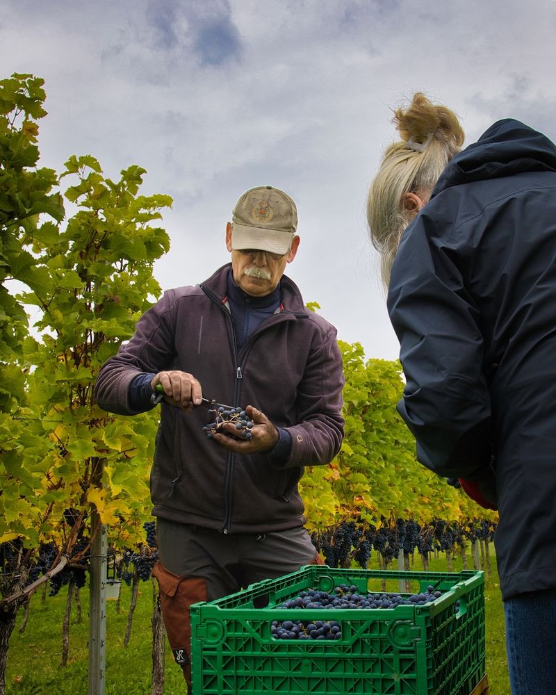 Arjan Stam, founder of Keulenhof Vineyard