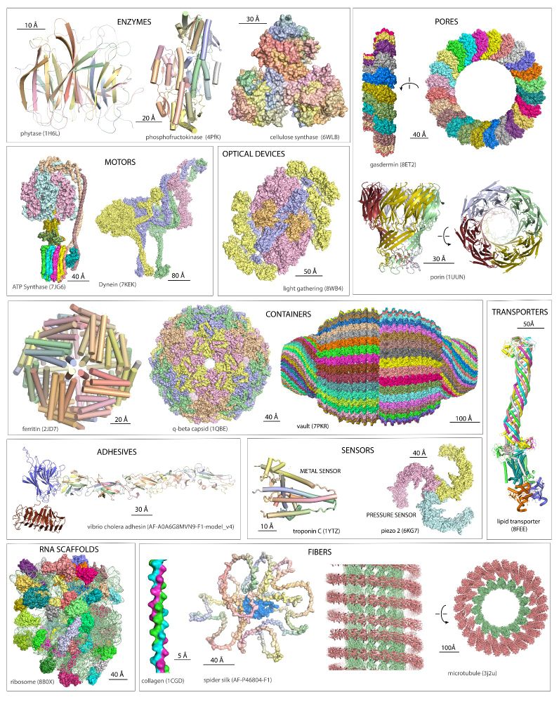 Structures and functions of polypeptides, which has access to a seemingly infinite landscapes of functional space. All of these structures are built on self-complementarity of the backbone. What a molecule!