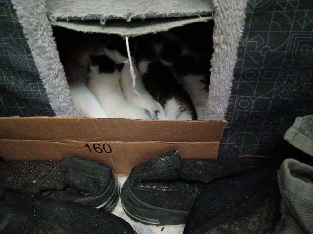 a close photo of the bottom opening in a small two-tier cat play house. four handful-sized kittens are inside, lined up and nursing on a barely-visible mama cat who takes up most of the play house floor space. 

the kittens are soft and fuzzy, two white with black caps and two tabbies with white smudges. 

some cardboard is wedged upright between the opening and some old shoes, in an attempt to at least slow down the explorations of growing kittens !!