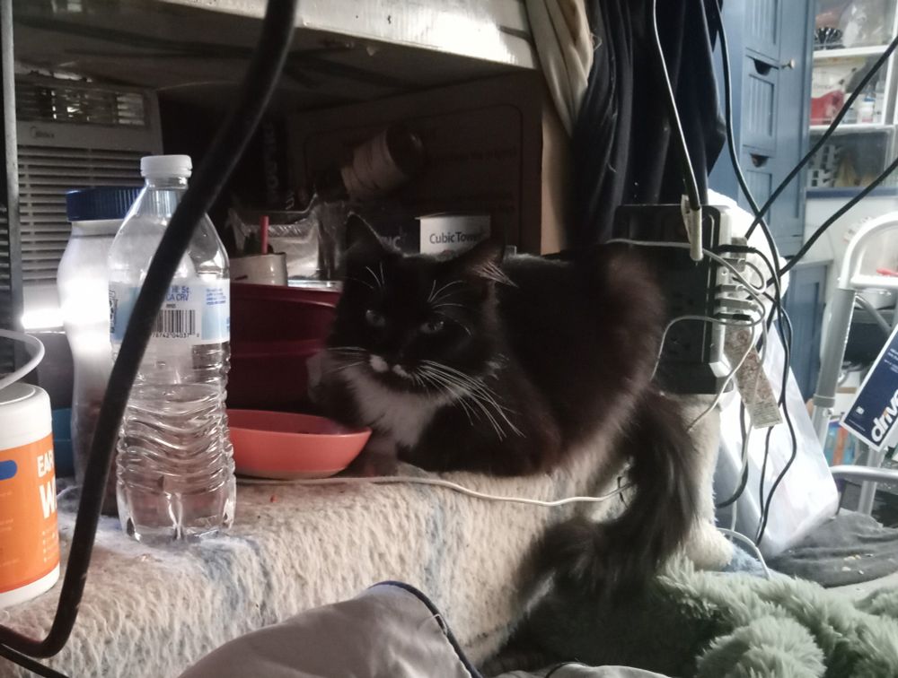 photo: a very fluffy tuxedo cat sitting on the edge of a cluttered desk next to a small bowl. she's looking at the camera, and a splash of white fur above her mouth makes it look like she's frowning crookedly 