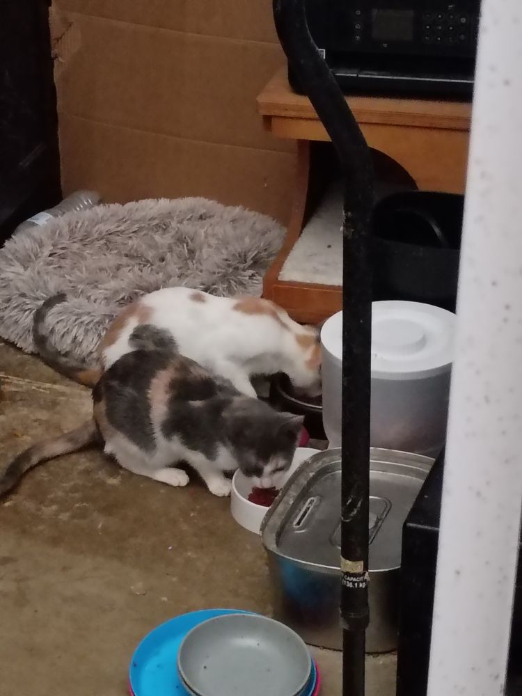 a slightly blurry, distant photo of two preteen shorthair cats eating from dry cat food dispensers, next to a fuzzy cat bed and a water fountain. one is a dark dilute calico, mostly grey, and one is a light tabico, mostly white with some orange splotches and a grey-black tabby patch. they're ignoring the camera in favor of lunch 