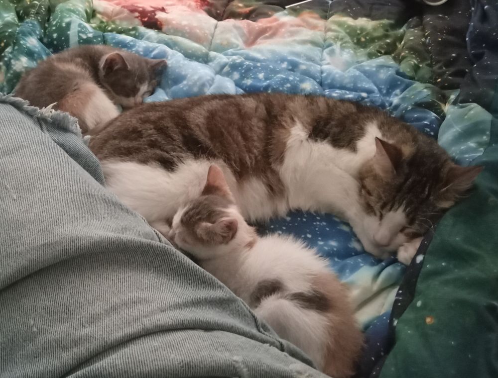 three cats napping together on a bed. Cookie, a brown tabby with white belly and nose, is half-curled up, one paw under her chin and another curled along her cheek. behind her butt is Daisy, a tabby calico kitten, mostly dark grey fur with scattered brown patches. she's more curled up, and her eyes look like she's smiling in her sleep. in front of the adult cat's feet is Ivy, the smallest kitten, mostly white with small tabby and orange patches. she's resting her head on Cookie's back foot and, while her face can't be seen, her ears seem to be listening to the photographer.