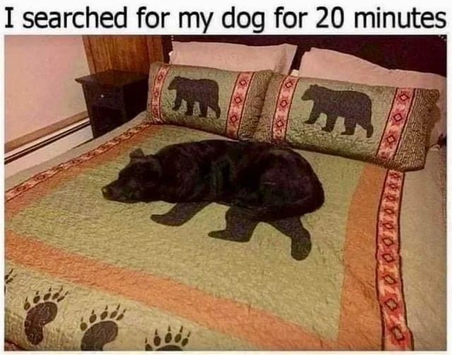 a screenshotted post from . . i don't know where. facebook maybe? 

a photo of fancy bedding on a bed. it's a sage green, with orange and red border, and a big black bear in the middle. the pillows have matching bear motifs, and there's bear footprints at the foot of the blanket. very pretty southwest-ish design. 

the caption is "I searched for my dog for 20 minutes" 

re-examining the photo shows a big black dog lying on top of the central bear motif, head lined up, legs and tail tucked in, so that it almost perfectly blends in with the bedding! 