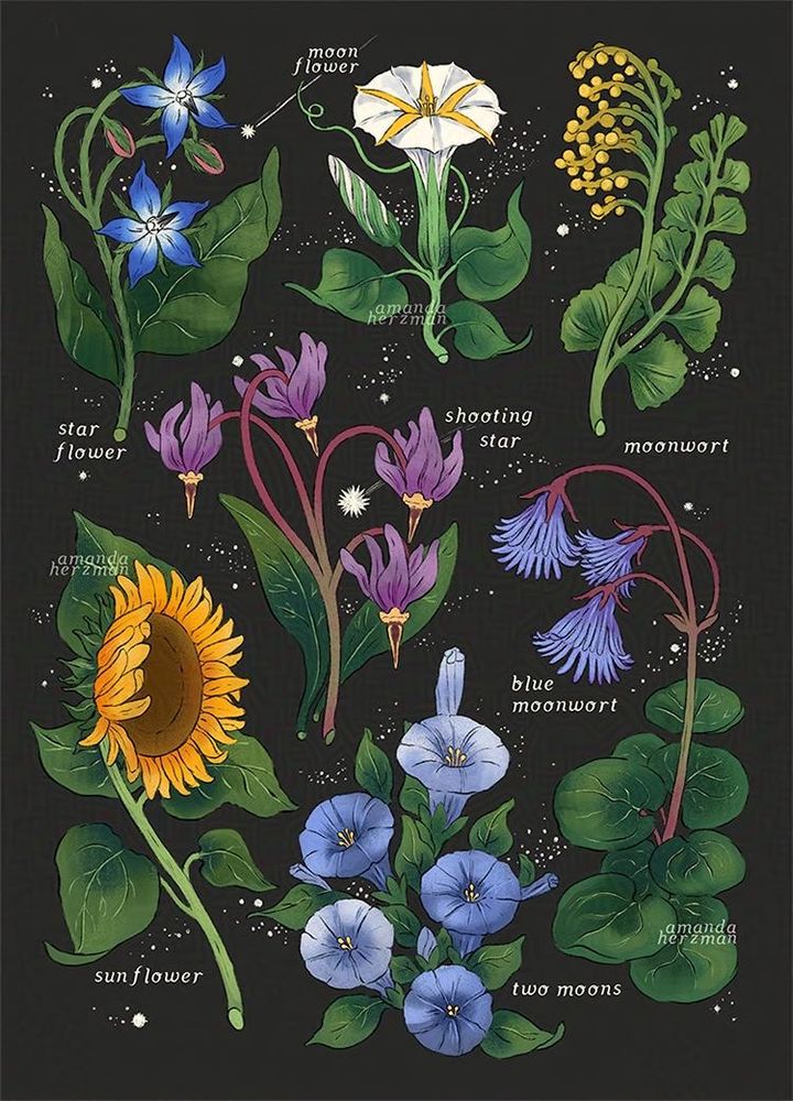 botanical artwork on a black background. it features seven plants with celestial common names, plants that we have decided remind us of the sky and space. these are starflower, moonflower, moonwort, shooting star, sunflower, two moons and blue moonwort.