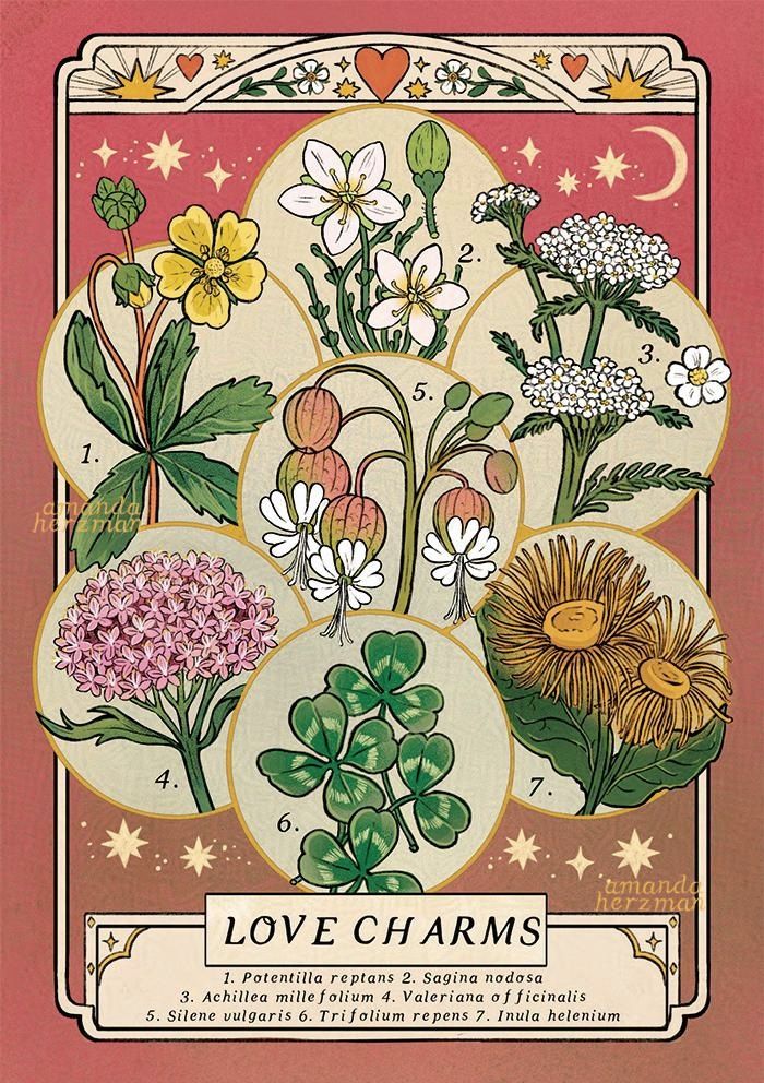 a botanical illustration with a warm, bright pink background. a frame decorated with hearts, stars and flowers surrounds 7 botanical plants. the plants featured are yarrow, cinquefoil, bladder campion, elecampane, valerian, clover and pearlwort