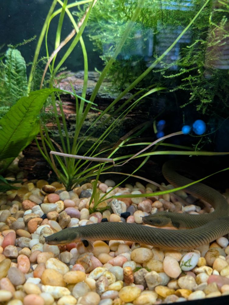 Photo from my phone of my two rope fish coming out for a snack. They like to hide in my java moss.