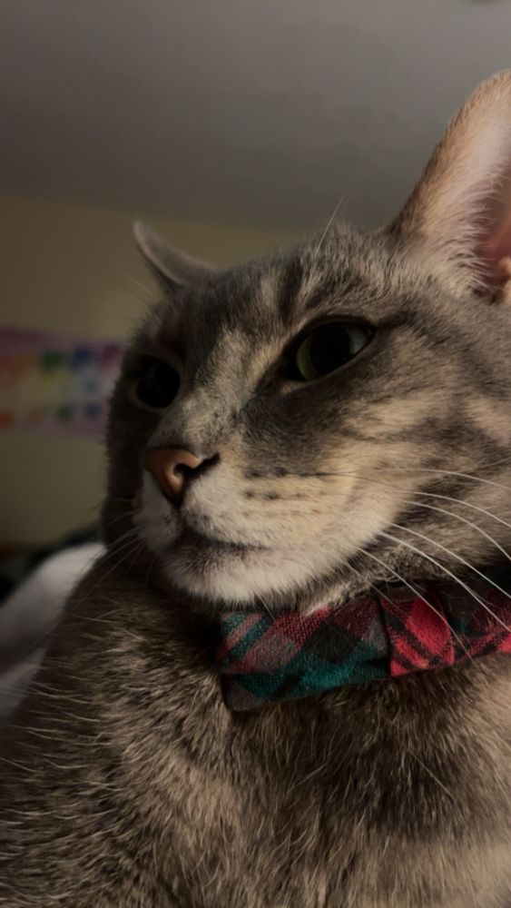 A cat who is NOT HAPPY im taking his photo 