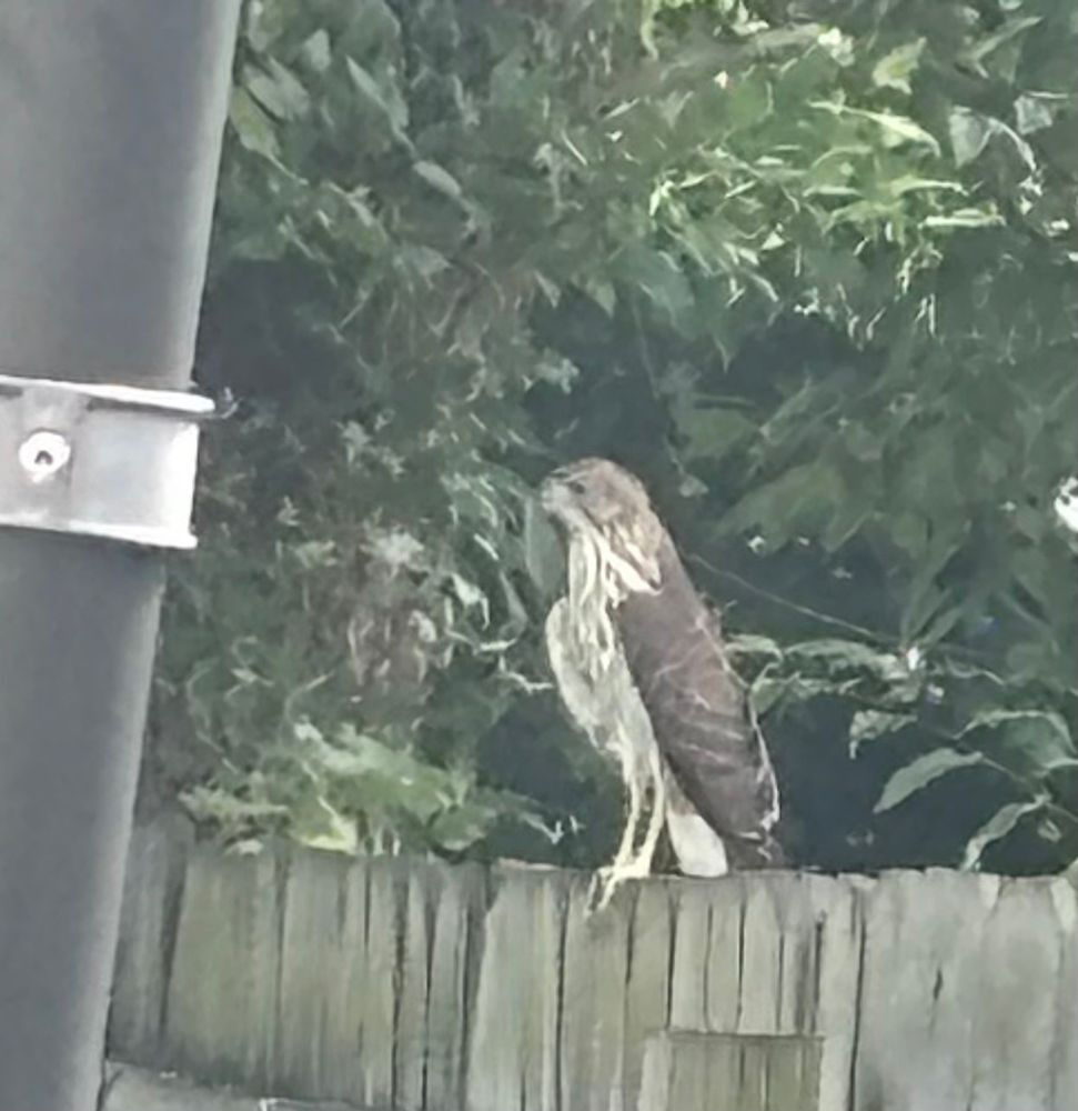 Hawk in a fence. White belly and brown wings and tail 