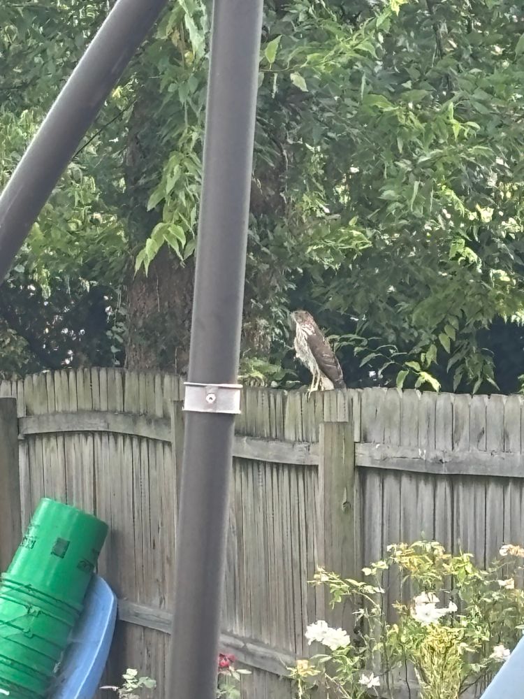 Hawk on a fence white belly and brown wings and tail 
