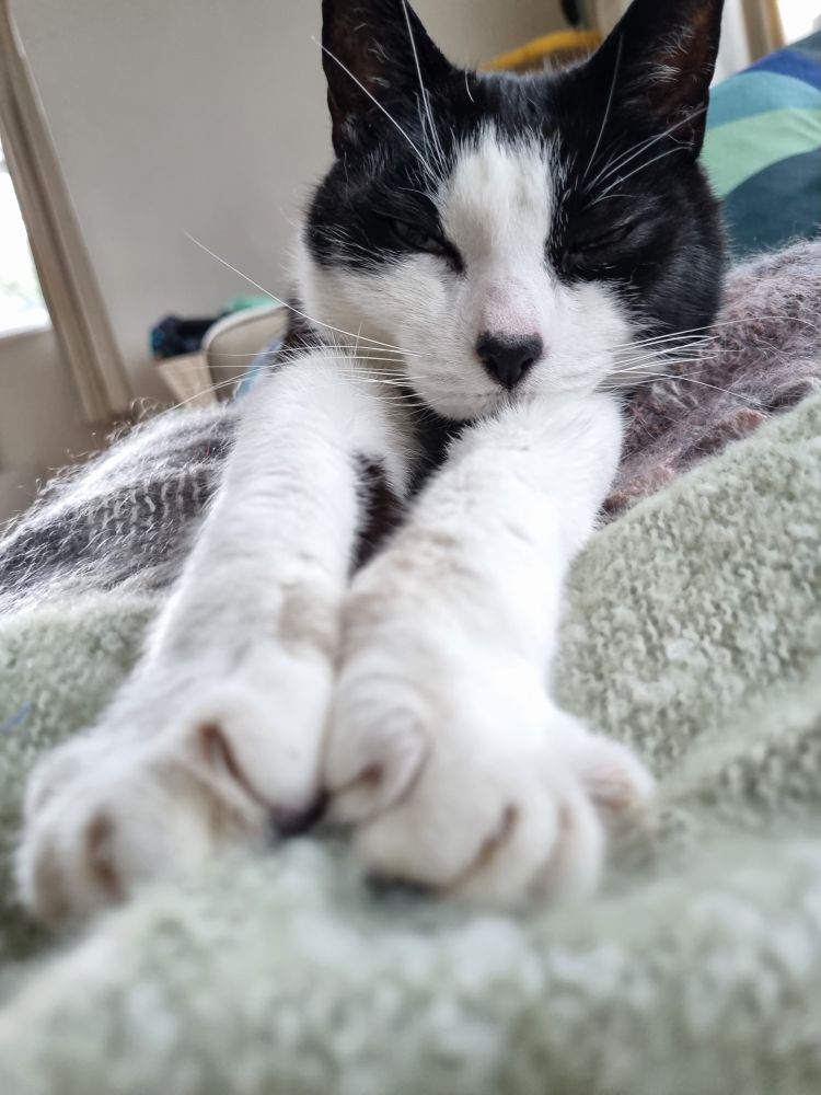 A black and white cat, lying on a light green fluffy blanket, is asleep with both front legs stretched towards the camera, and his toes spread. He is very happy and content.