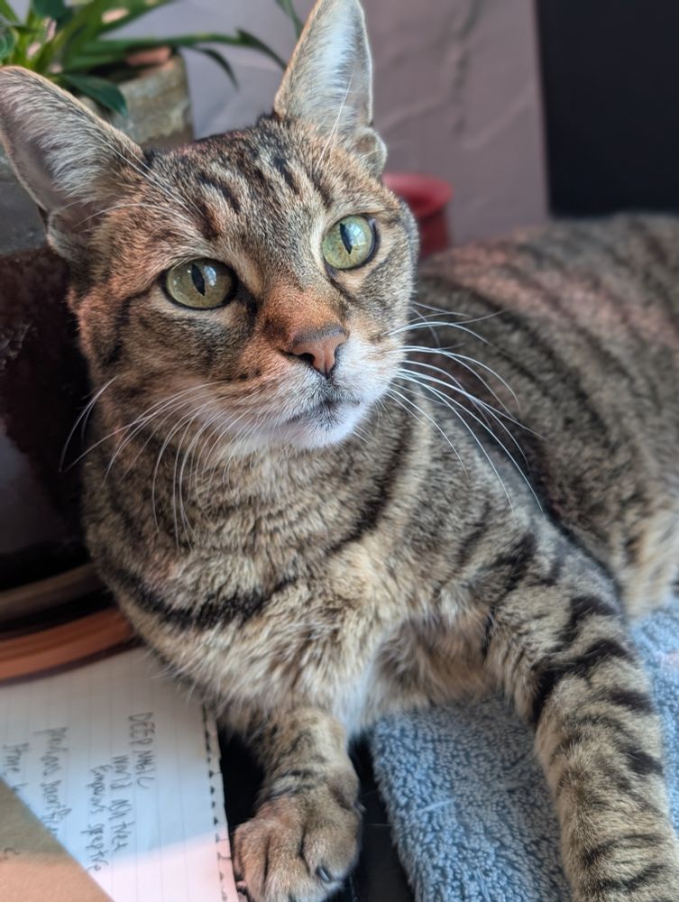 kitty Bella sitting on blue towel on my desk, looking at camera all cute