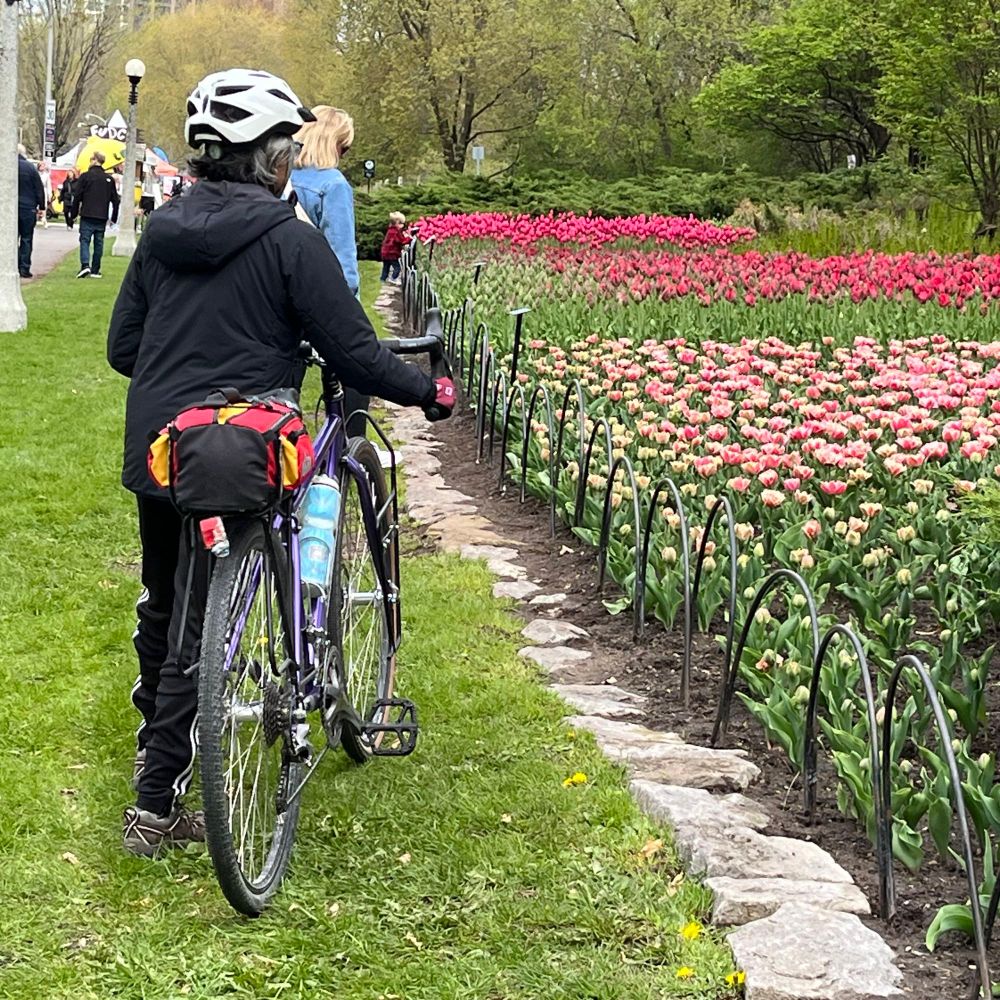 Person walking their bike alongside a bed of tulips