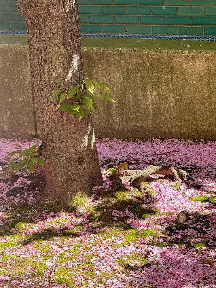 The base of a cherry tree with a concrete wall behind the tree the top of the wall is painted dark, green and pink blossoms are densely covering the ground, especially the area by the concrete wall and the tree