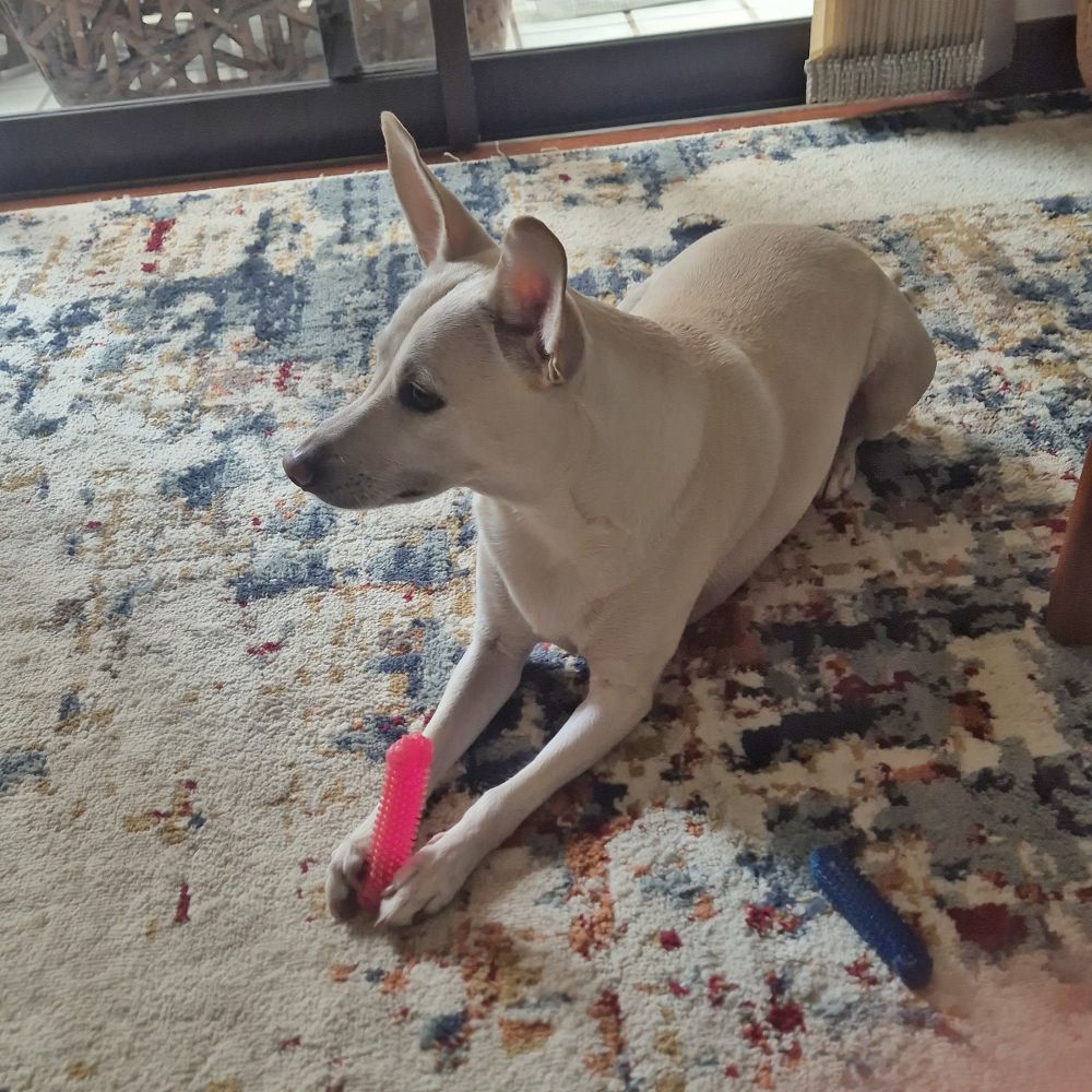Cachorro SRD de tom branco, orelhas grandes e pontuadas em pé, deitado em posição de esfinge segurando entre as patas um brinquedo de roer de borracha rosa em formato de osso