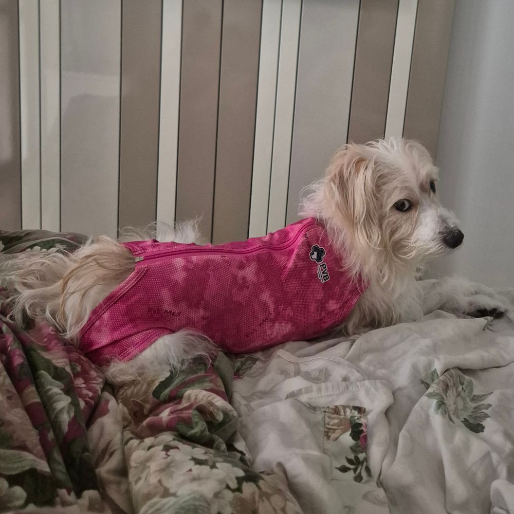 Cão fiapo de manga deitado usando roupinha pós-operatória de cor rosa 