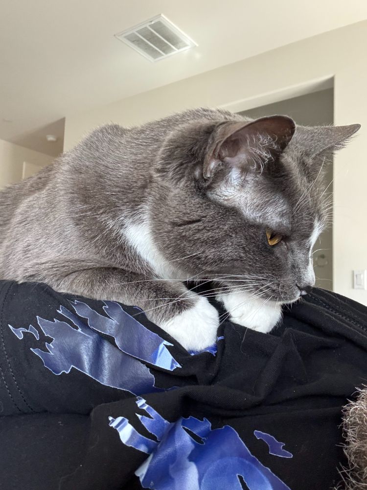 Grey cat lying on top of me, lookig adorable af