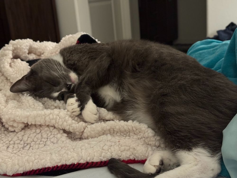 Grey cat curled up on a blanket looking adorable af