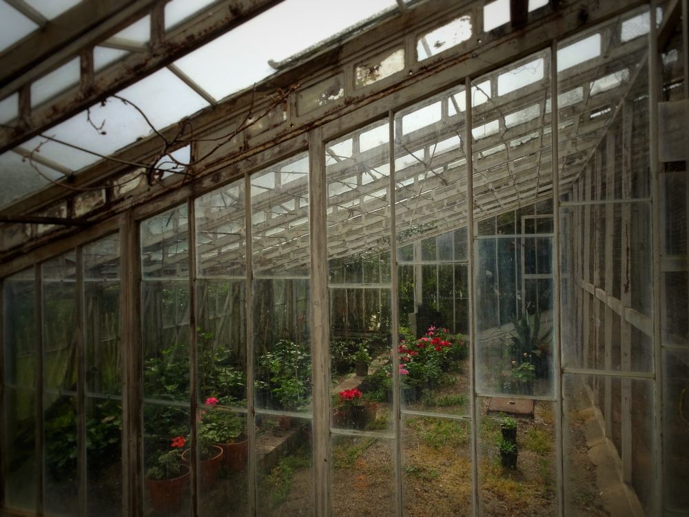 interior view of the ridge and furrow glass house showing an unexcavated portion with cut flowers in bloom.