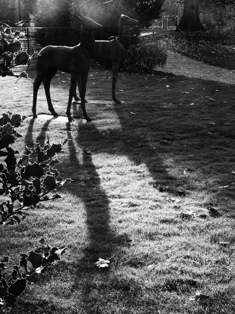 Monochrome image of two bronze statues of stags in the low early morning November sun. Long shadows from the two statues are cast over the heavily frosted grass in the foreground.