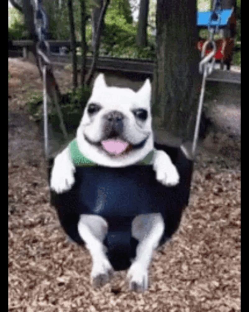 a white dog is sitting on a swing with its tongue out