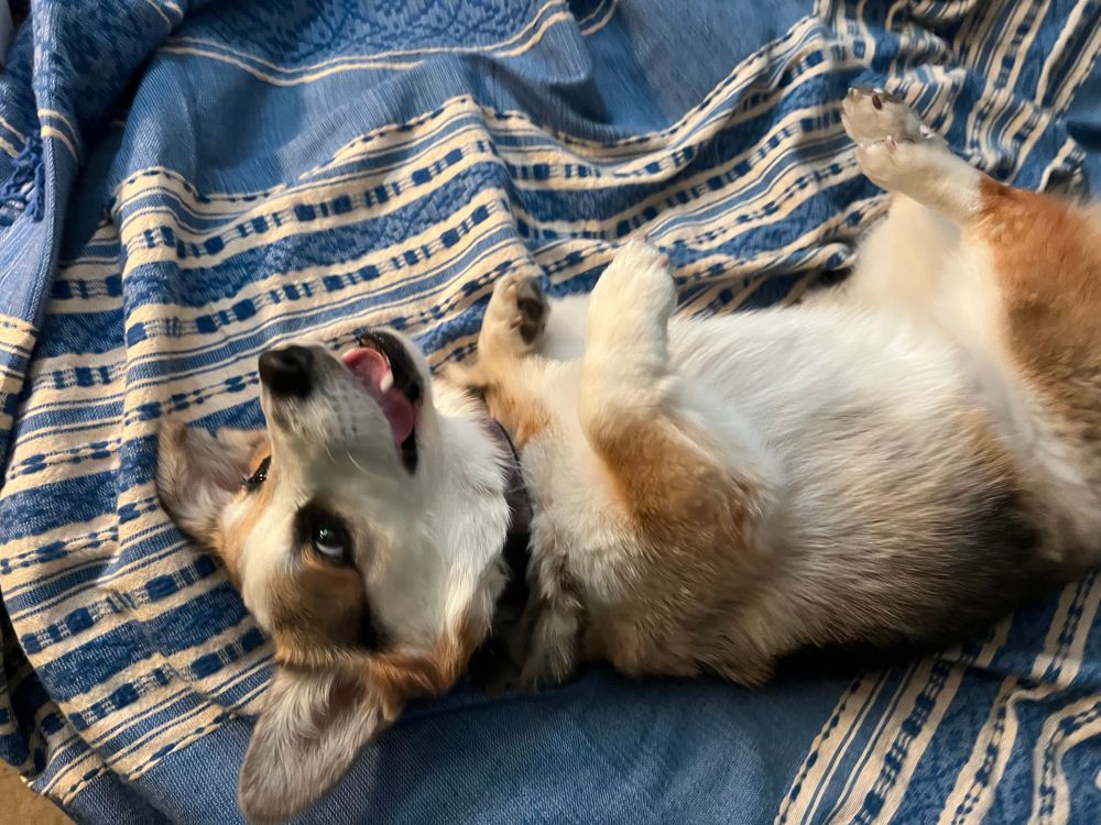A corgi lying in her back on a blue blanket, smiling at nothing in particular