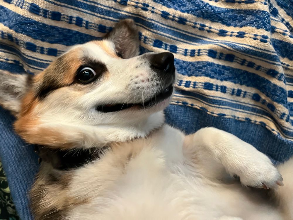 A corgi lying in her back on a blue blanket, smiling at nothing in particular