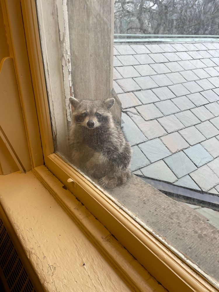 Same raccoon, now back on the outer window sill, taking shelter from the rain and staring into the study space