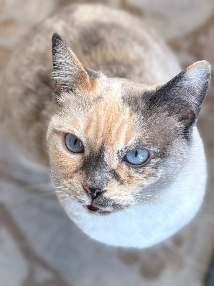 A close up of a grey and white cat with blue eyes