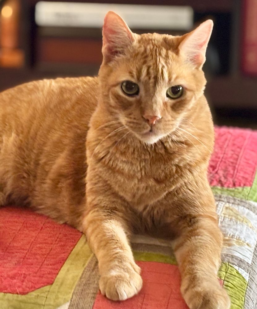 Gepetto the golden cat surveying his kingdom on the ottoman. 