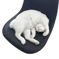 Kiki sleeps like the dead 