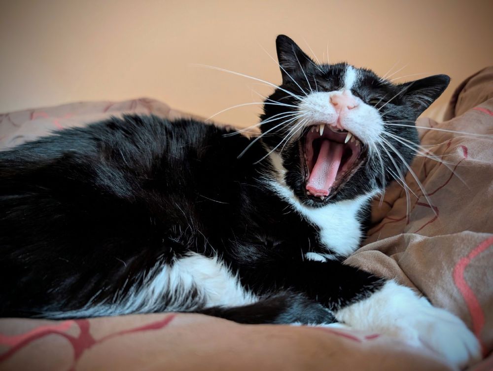 La même chatte tuxedo qui baille avant de se remettre à roupiller. 