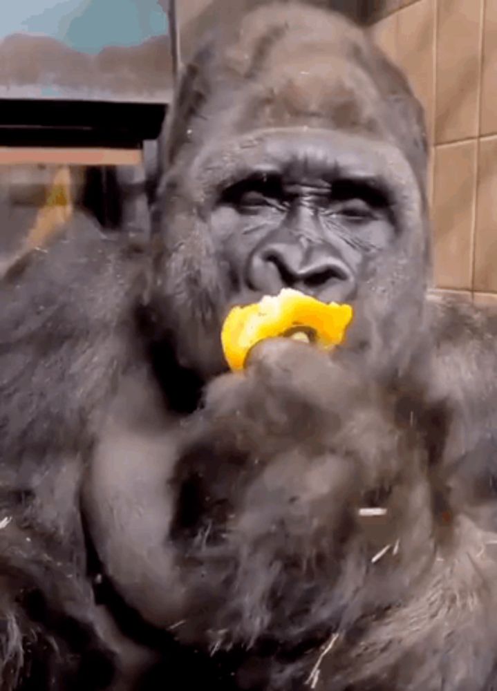 a gorilla is eating a piece of fruit in a room .