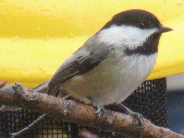 Black-capped chickadee