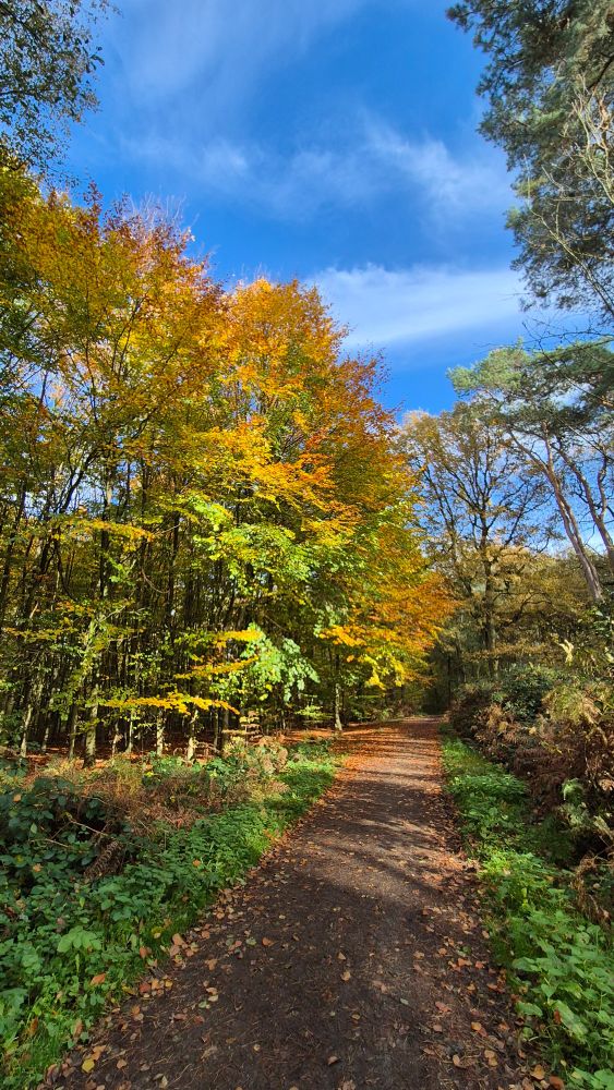 Herbstfarben im Wald, blauer Himmel.