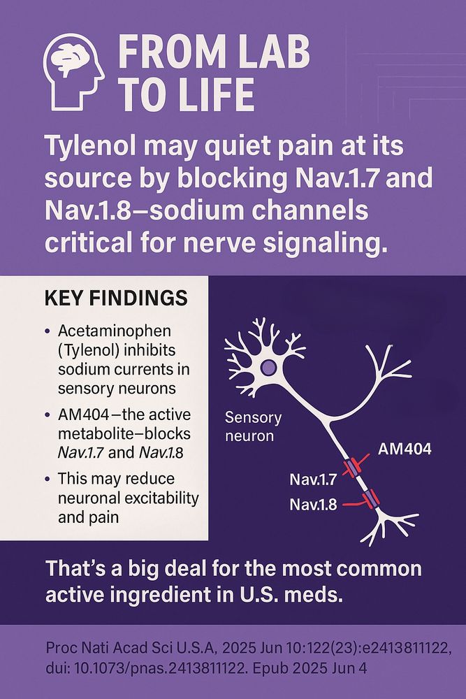 Infographic titled “From Lab to Life.” The header reads: “Tylenol may quiet pain at its source by blocking Nav1.7 and Nav1.8—sodium channels critical for nerve signaling.” The left panel lists key findings: (1) Acetaminophen inhibits sodium currents in sensory neurons, (2) AM404—the active metabolite—blocks Nav1.7 and Nav1.8, (3) This may reduce neuronal excitability and pain. On the right, a simple neuron illustration shows AM404 blocking two sodium channels, labeled Nav1.7 and Nav1.8. The footer says: “That’s a big deal for the most common active ingredient in U.S. meds.” The citation at the bottom is: Proc Natl Acad Sci U.S.A. 2025 Jun 10;122(23):e2413811122. doi: 10.1073/pnas.2413811122. Epub 2025 Jun 4.