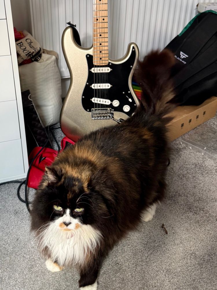 Cat standing in front of a guitar