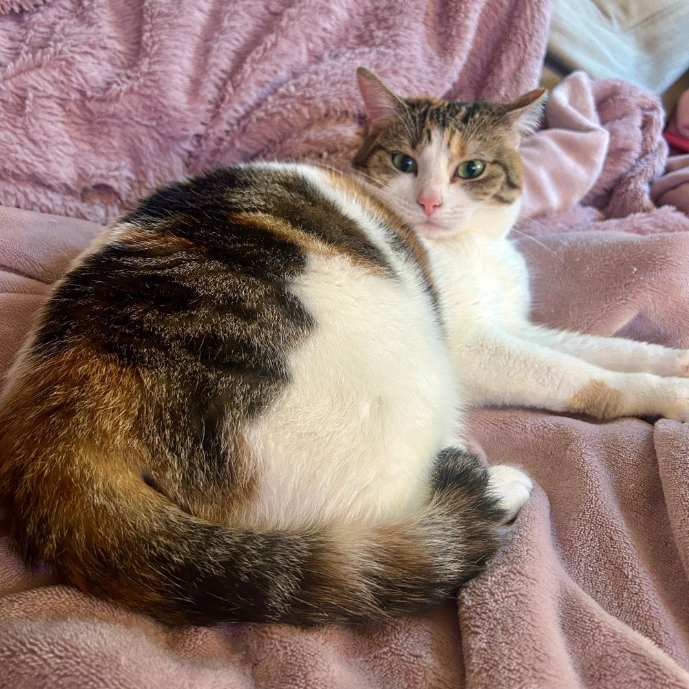Round calico cat sitting on a mauve-pink fuzzy blanket. She has a perplexed look on her face as to why she can’t have a bite of my breakfast sandwich.
