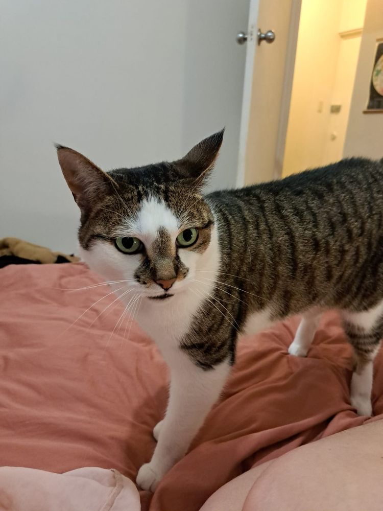 Worried grey and white cat with green eyes his name is Rory