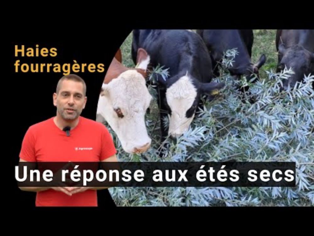 Haies fourragères – Une réponse aux étés secs I Démo à la Ferme Comex du Borgeau, Carrouge/VD