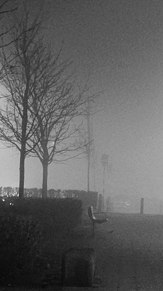 Bench and trees near a shopping area which is actually busy at this hour but appears deserted because of the fog.