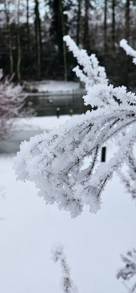 Frozen lake in the background and frozen snow on tree in focus.
