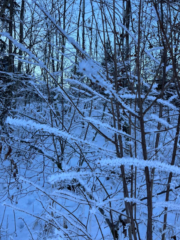 Snow christals on the branches of a shrub 