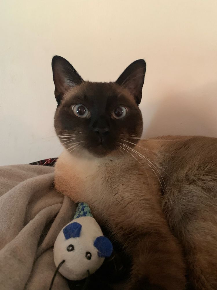 Gurney is a seal point Siamese cat. Here he is pictured lying in his bed. He has a mouse toy by his chest.