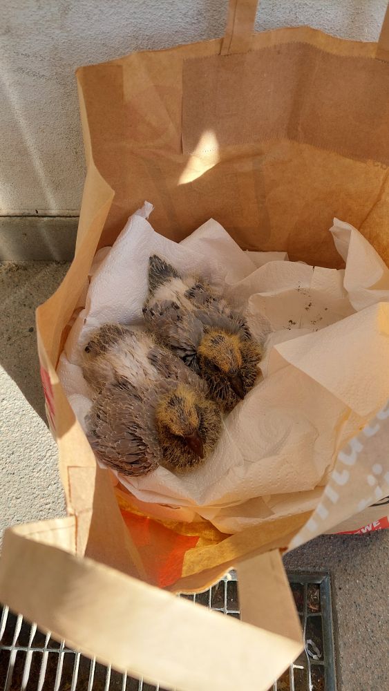 Zwei Jungtauben auf Küchenpapier in einer Papiertüte