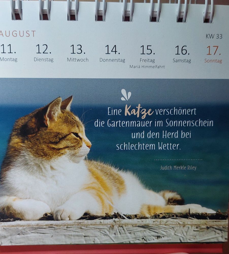 Blatt eines Wochenkalenders. Auf dem Bild sieht man eine weiß-braune Katze entspannt auf einer Mauer in der Sonne liegen. Im Hintergrund sieht man das Meer. 