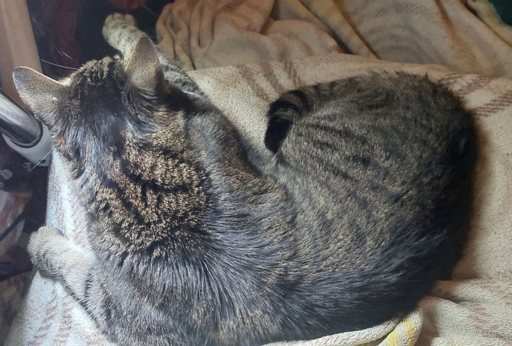 Mein grau-getigerter Kater schmilzt auf meinem Schoß vor sich hin