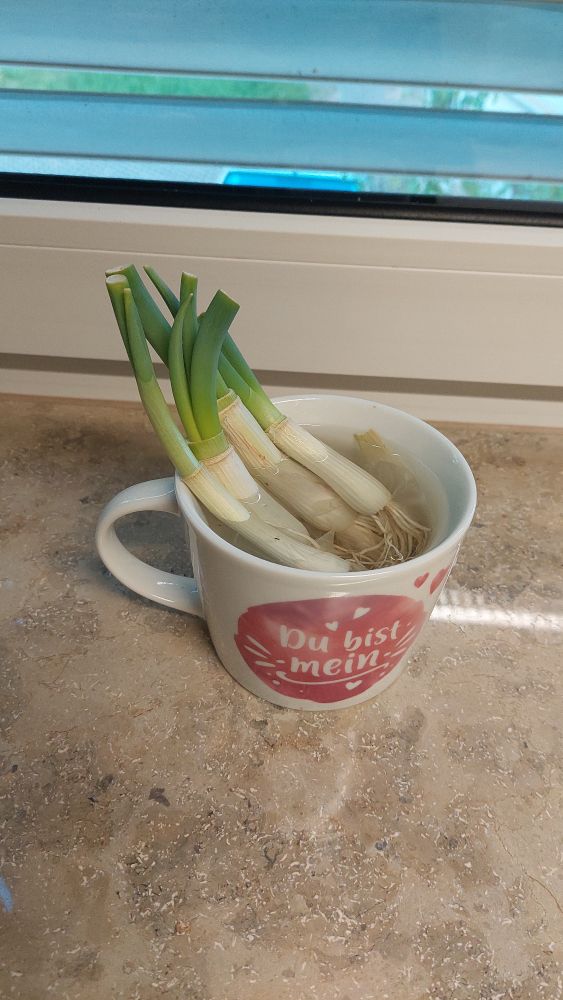 Nach etwa einer Woche: merklich grüne Spitzen zu sehen