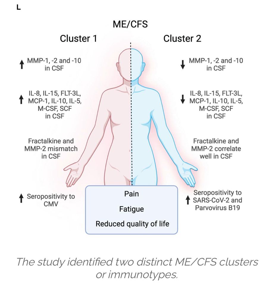 An outline of a human body divided into 2 halves. The left side is pink and represents cluster 1 of the ME/CFS cohort. There was an increase in MMP1, 2 and 10 in the cerebrospinal fluid. There was an increase in inflammatory cytokines and an observed fractalkine mismatch. There was also an increase in CMV seropositivity. 
In cluster 2 in blue on the right, there was a decrease in MMPs and inflammatory cytokines. Fractalkine correlated well with MMP2. There is also a higher seropositivity to SARS CoV 2 and parvovirus B19. 